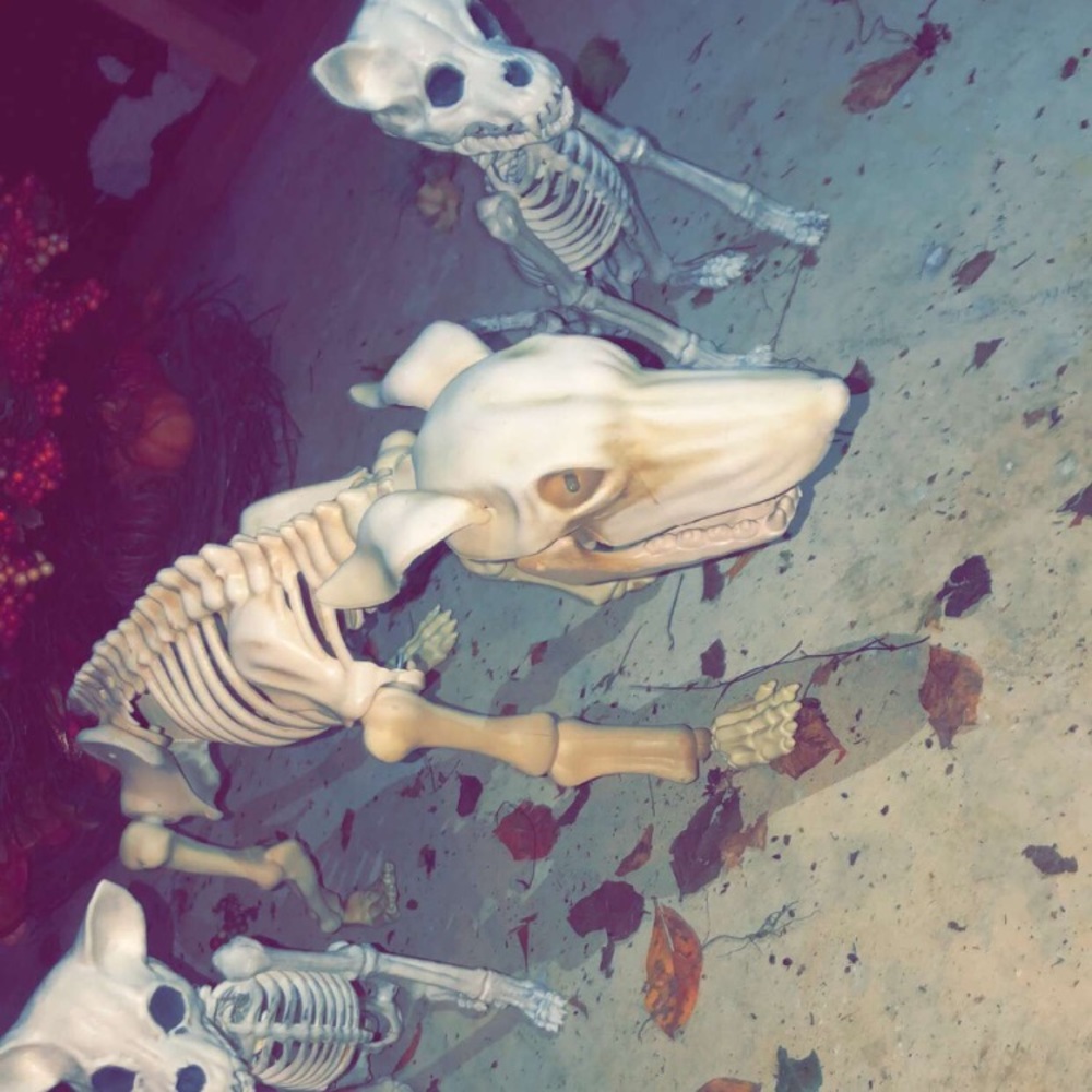 3 dog skeletons dogs